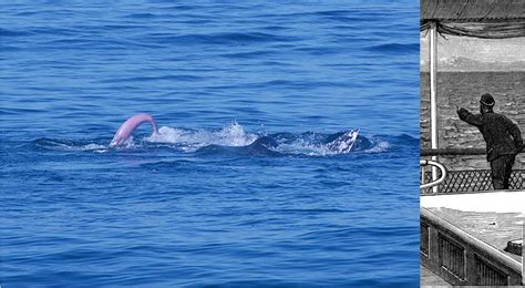 penis de baleine|Penis de Baleine : Voici tout ce que vous devez savoir